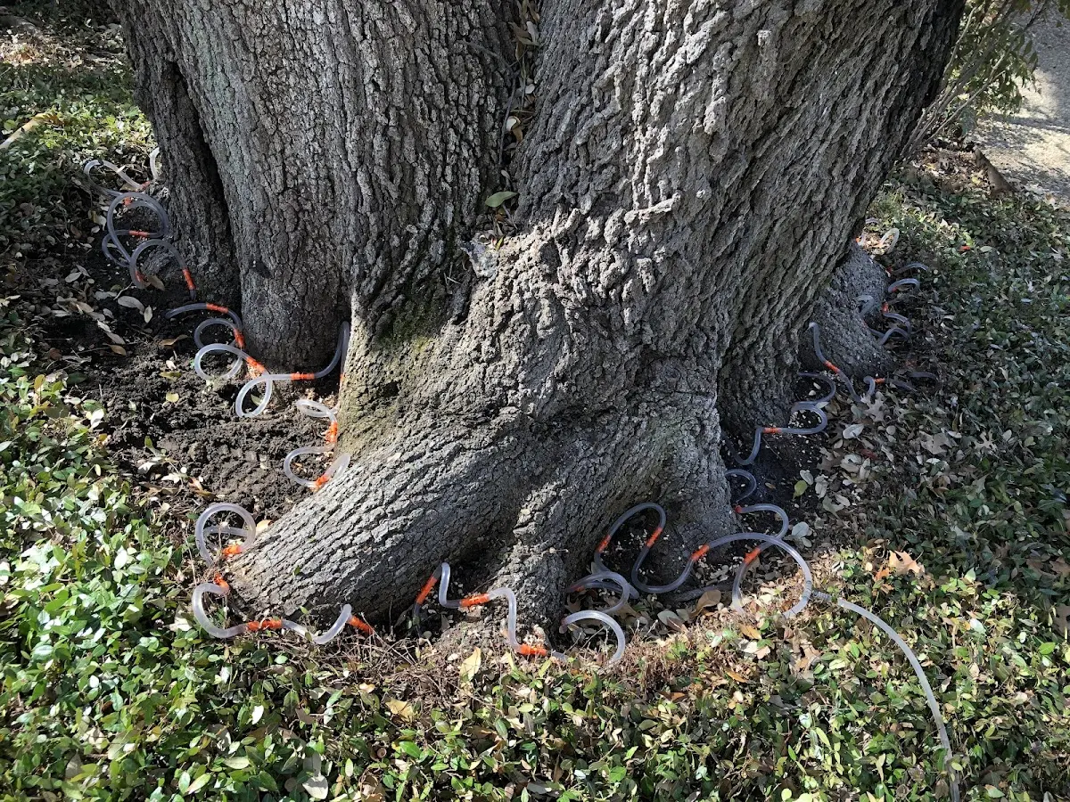 Detailed Tree Cabling and Bracing job site in Raleigh