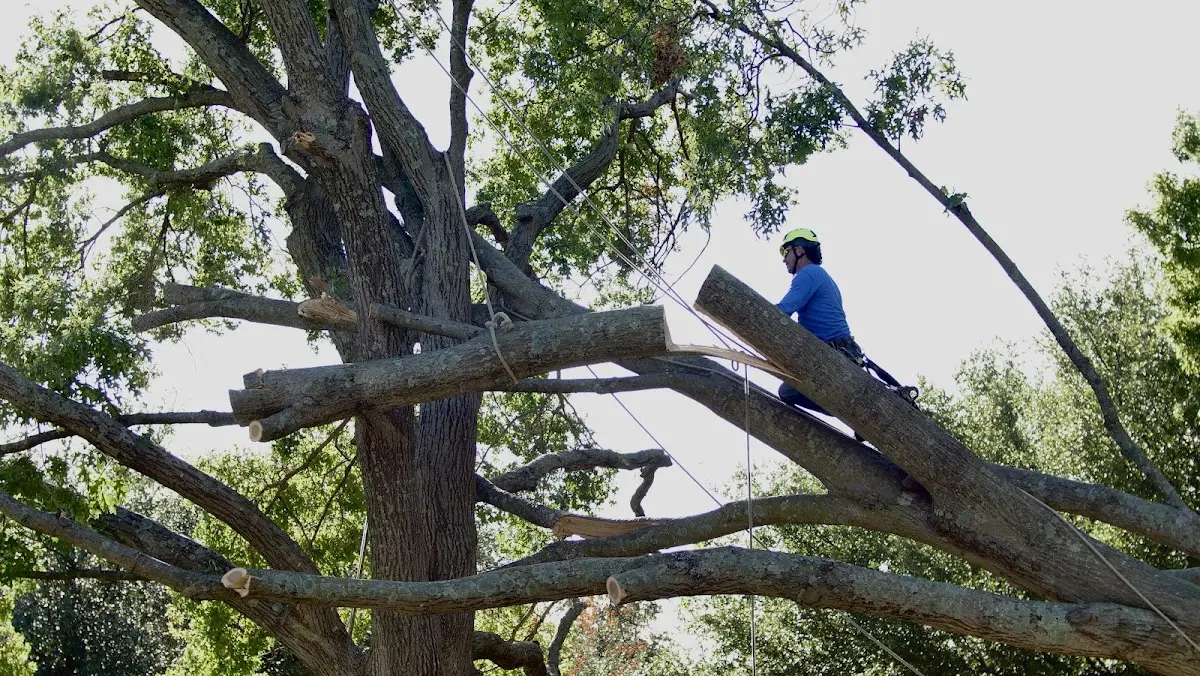 Professional Hazardous Tree Removal performed by certified arborists in Raleigh